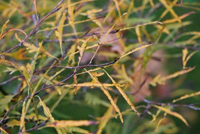 Fagus sylvatica 'Mercedes' - buk lesní - list podzim